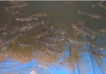 Vì sao 90% ao tôm xuống oxy vào ban đêm? Máy thổi khí con sò giải quyết thế nào?